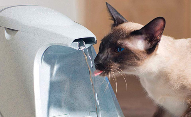 best cat water dispenser