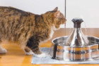 PetSafe Drinkwell Fountain for Cats
