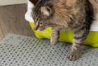 Petlinks Purr-fect Paws Cat Litter Mat