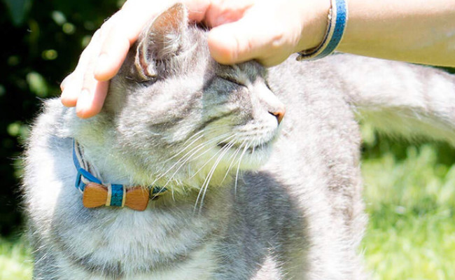 Pettsie Cat Collar