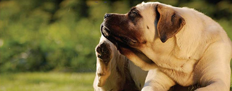 The Best Coconut Oil For Dogs Review In 2020 My Pet Needs That