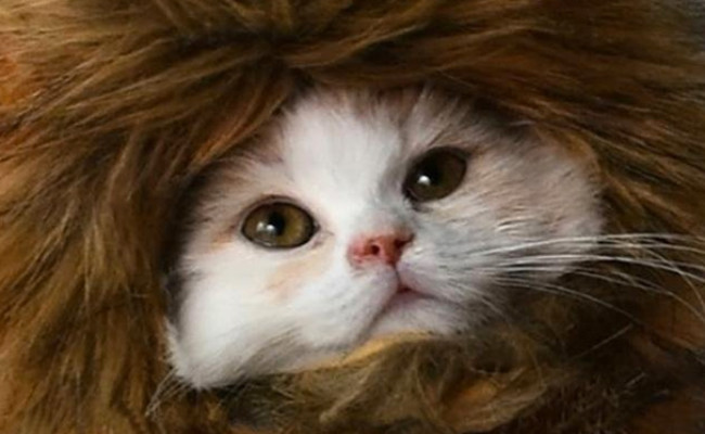 RosyLife Lion Mane Wig for Cat