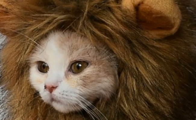 Rosylife Lion Mane Wig Cat Costume