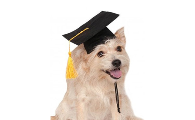 Rubie's Black Grad Dog Hat