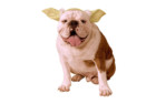 Rubie's Yoda Star Wars Dog Costume