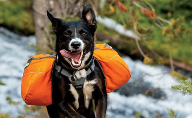 Ruffwear Dog Backpack