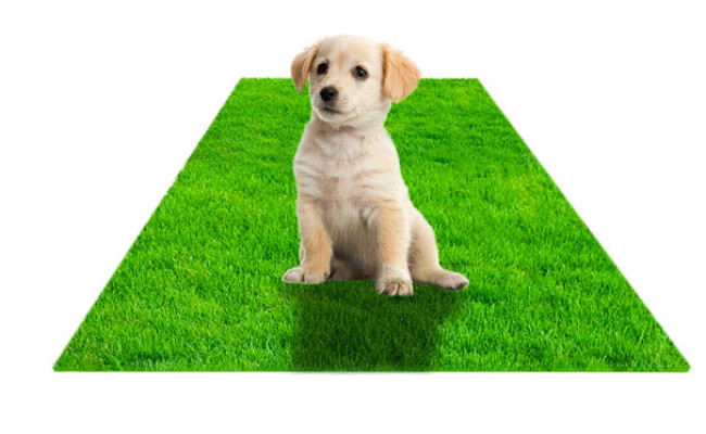 potty cover for dogs