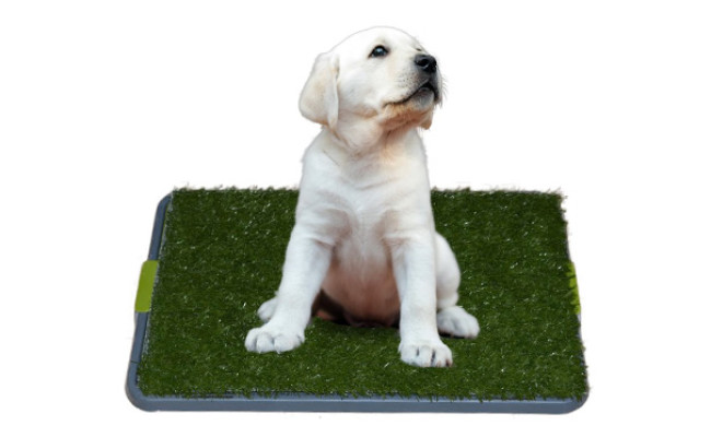 potty cover for dogs