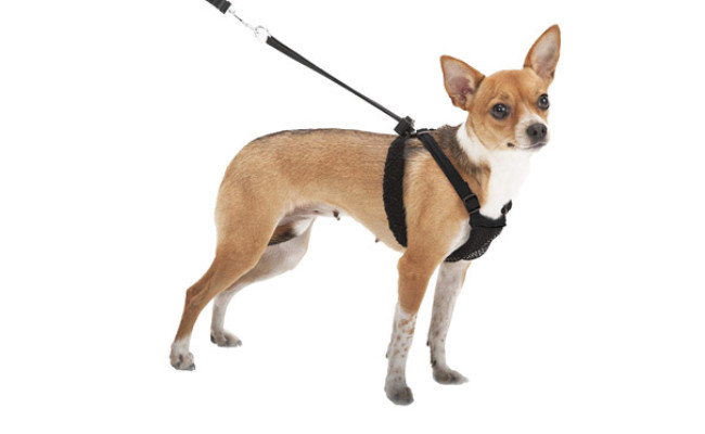 Sporn No Pull Dog Harness