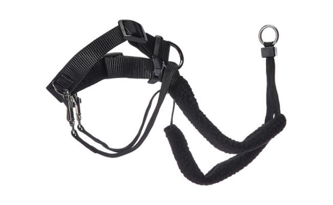 Sporn Dog Halter