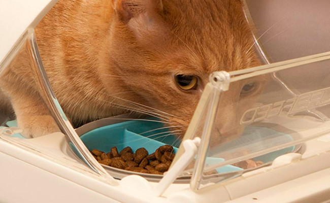 sureflap microchip cat feeder reviews sureflap microchip cat feeder reviews