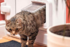 SureFlap Microchip Cat Flap