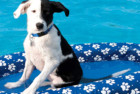 SwimWays Spring Paddle Paws Dog Pool Float