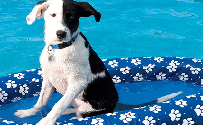 SwimWays Spring Paddle Paws Dog Pool Float