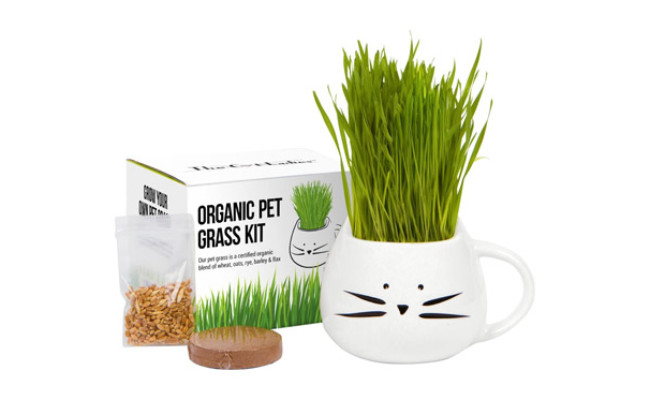 The Cat Ladies Grass for Cats