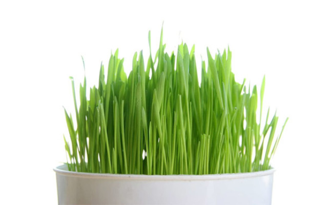 Todd's Seeds Cat Grass Seeds