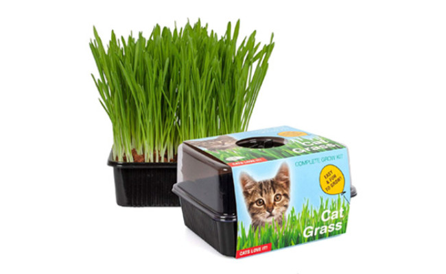 TotalGreen Holland Cat Grass Kit