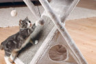 TRIXIE Pet Products Miguel Fold Scratching Tower