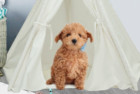 UKadou Teepee Tent for Dogs