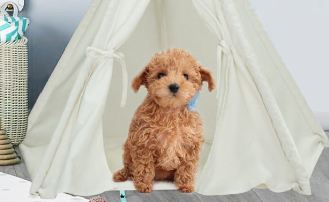 UKadou Teepee Tent for Dogs