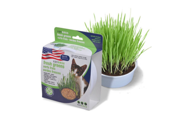Van Ness Grass for Cats
