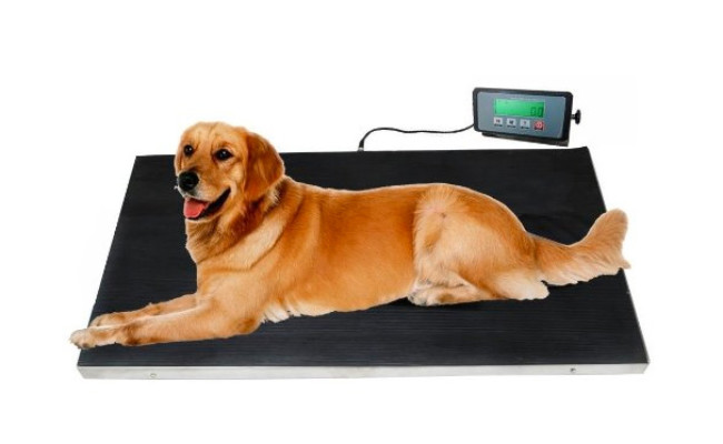 Veterinary Dog Scale with Stainless Steel Platform