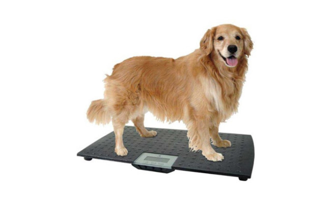 W.C. Redmon Pet Scale