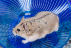 Ware Manufacturing Exercise Wheel Toy For Hamsters