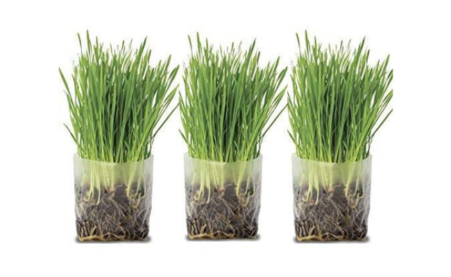 Window Garden Cat Grass Kit