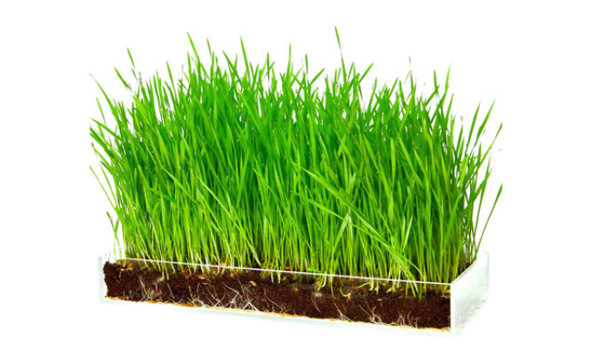 Window Garden Wheatgrass for Cats