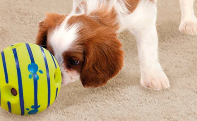 beeping ball for blind dog