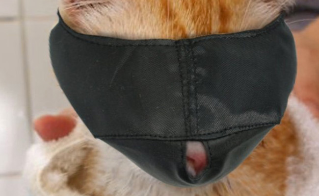 Xbes Nylon Cat Muzzle