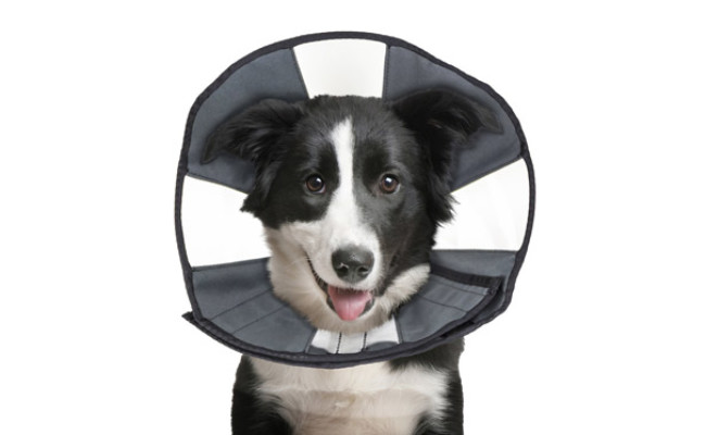 ZenPet Comfortable Soft Recovery Collar