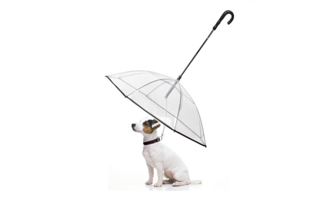 enjoying dog umbrella