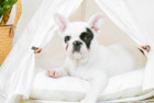 little dove Dog Teepee Bed