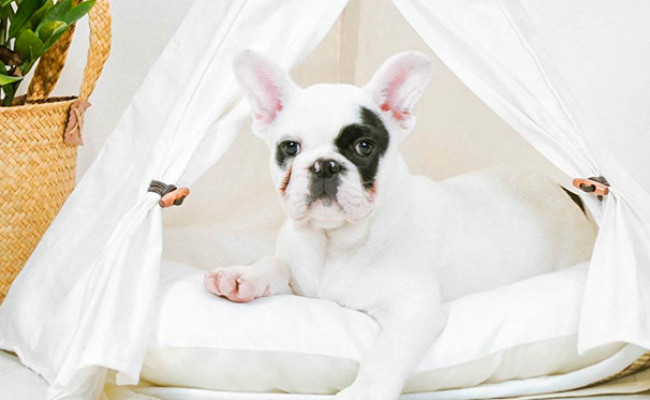 little dove Dog Teepee Bed